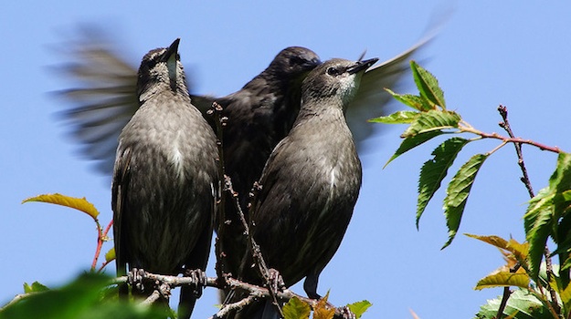 Twitter Twitter