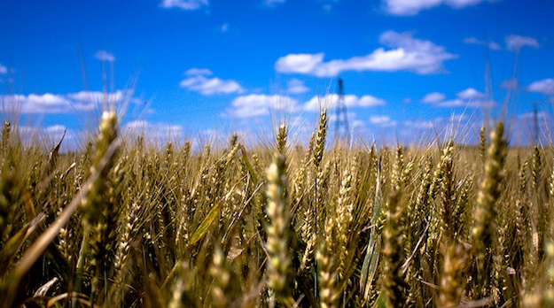 Wheat Wheat