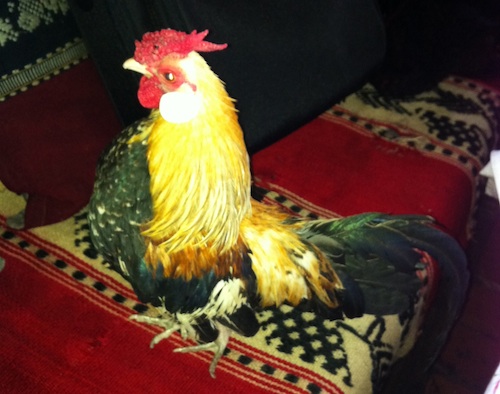 Chicken Chicken