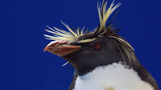 SEO: 3 Post-Penguin Facts You Must Understand